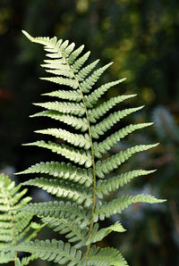 Gristle Fern (Blechnum cartilagineum)