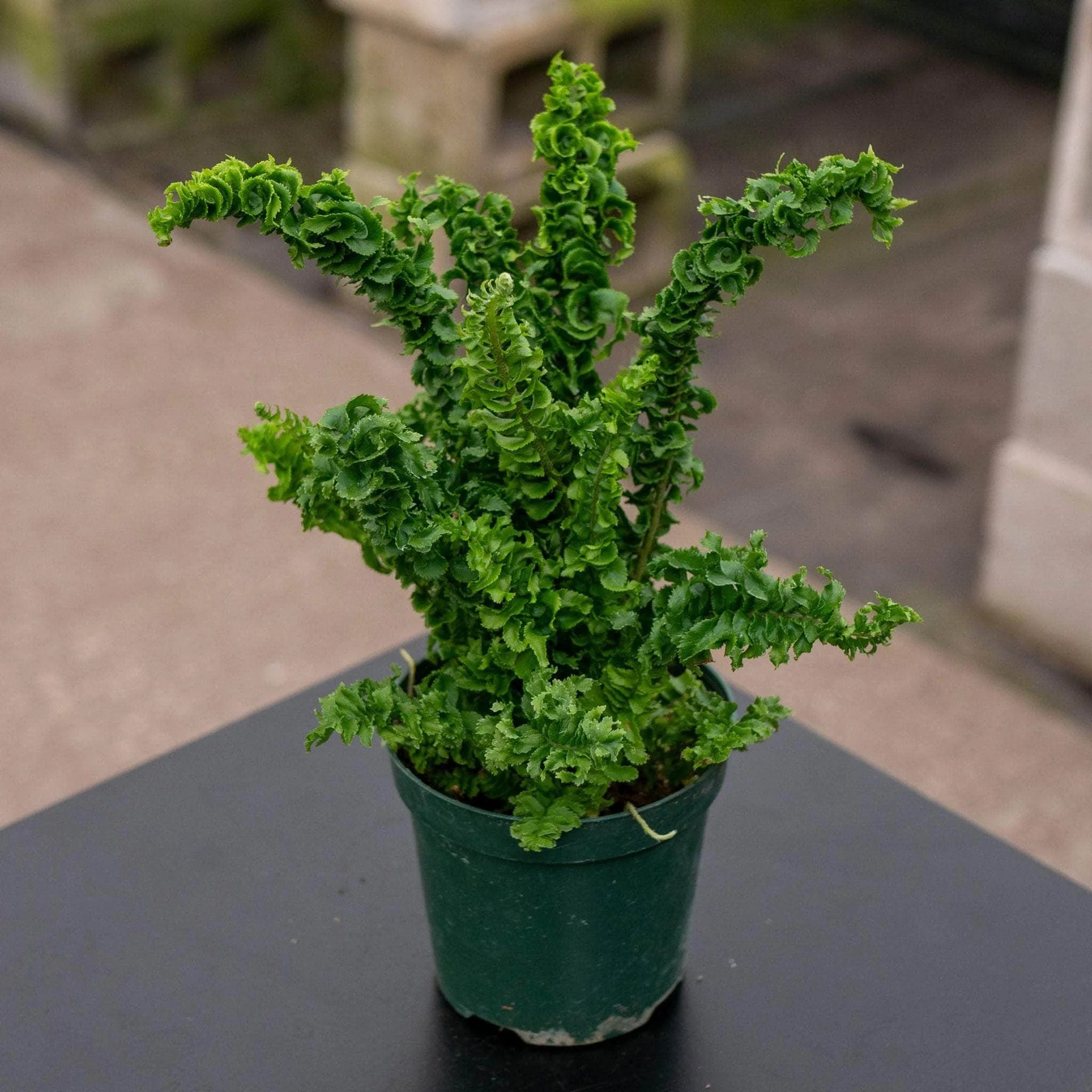 Boston Fern Emina (Nephrolepis exaltata) - Ladybird Nursery