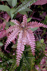 Rough Maidenhair Rosy (Adiantum hispidulum) - Ladybird Nursery