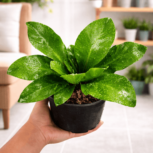 Bird's Nest Fern Norfolk Gem (Asplenium australasicum) - Ladybird Nursery