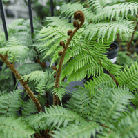 Tree Fern (Cyathea cooperi) PICK UP ONLY