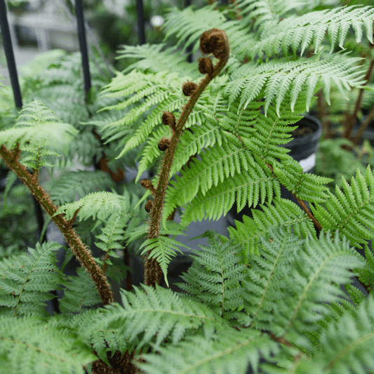 Tree Fern (Cyathea cooperi) PICK UP ONLY - Ladybird Nursery
