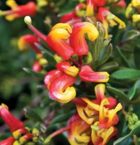Grevillea Charlies Angel - Ladybird Nursery