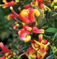 Grevillea Charlies Angel - Ladybird Nursery