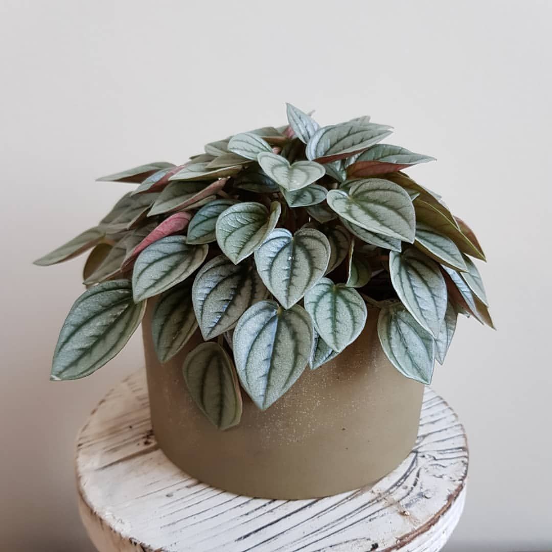 Peperomia Napoli Nights (Peperomia) - Ladybird Nursery