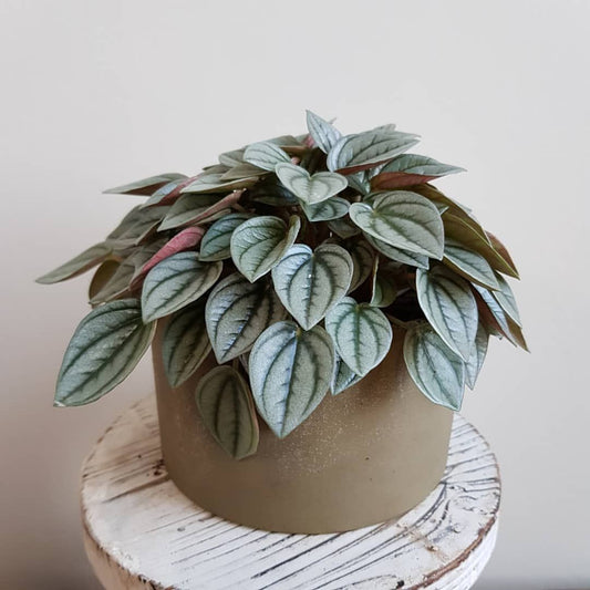 Peperomia Napoli Nights (Peperomia)