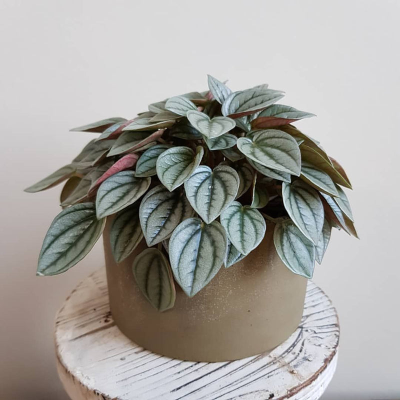 Peperomia Napoli Nights (Peperomia)