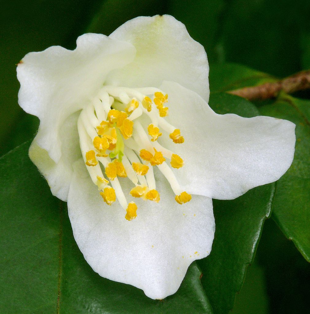 Camellia (Camellia fraterna) - Ladybird Nursery