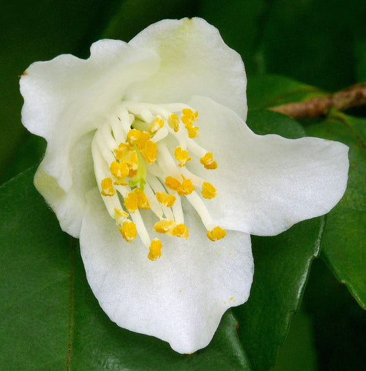 Camellia (Camellia fraterna)