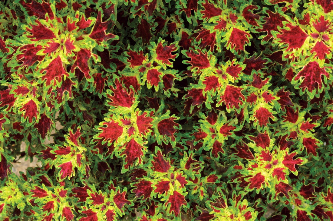 Coleus Ruffles Golden - Ladybird Nursery