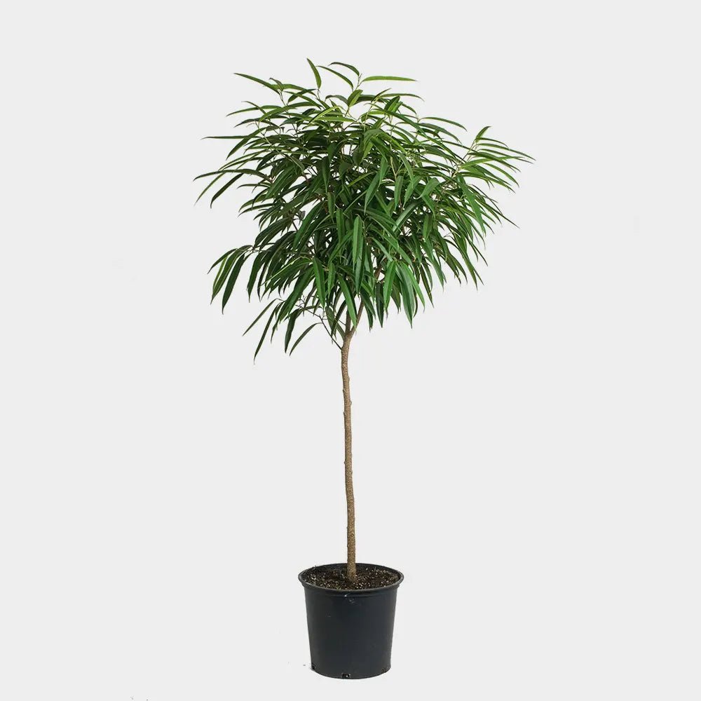 Sabre™ Fig (Ficus) - Ladybird Nursery