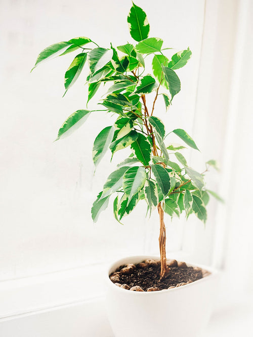 Emerald Green Weeping Fig (Ficus benjamina) - Ladybird Nursery