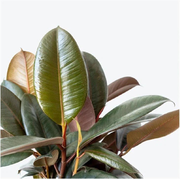 Sophie Rubber Plant (Ficus elastica) - Ladybird Nursery