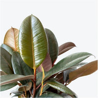 Sophie Rubber Plant (Ficus elastica)
