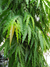 Sabre Tooth Fig (Ficus longifolia) - Ladybird Nursery