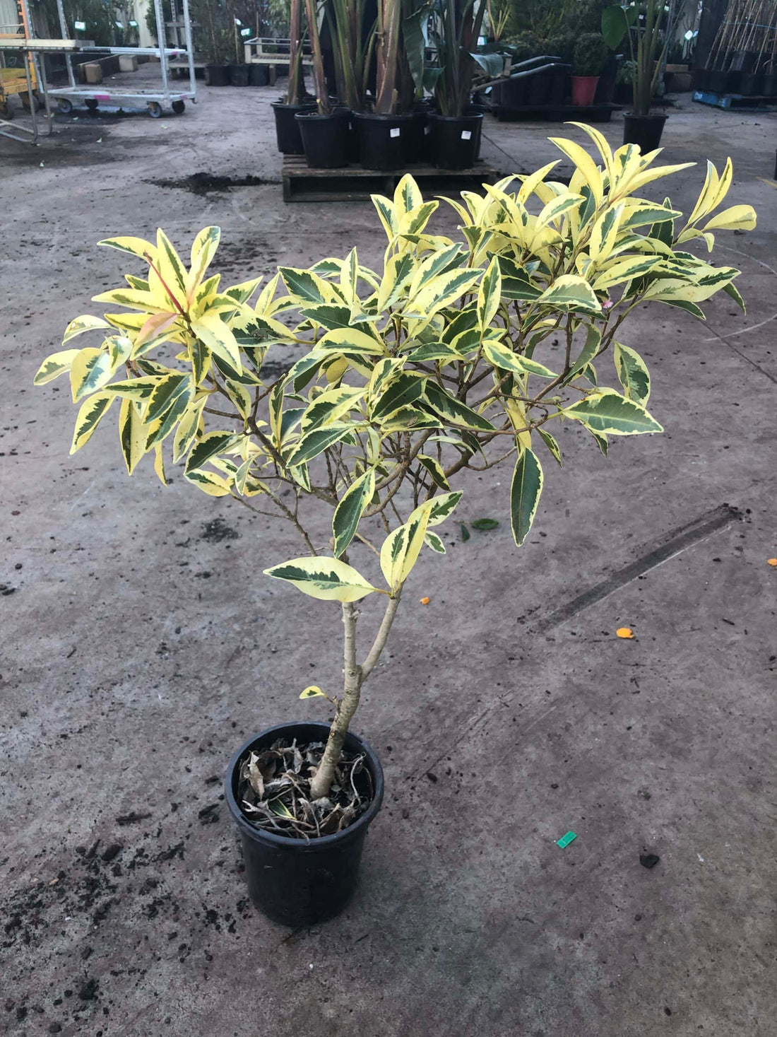 White Lightning Fig (Ficus obliqua) - Ladybird Nursery