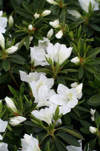 Azalea indica Fielders White