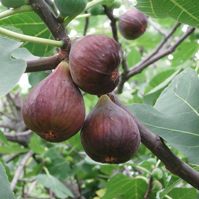 Fig Conadria Red (Dwarf) - Ladybird Nursery