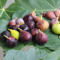 Fig Conadria Red (Dwarf)