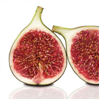 Fig Conadria Red (Dwarf) - Ladybird Nursery