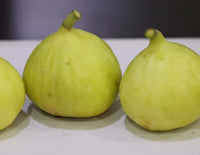 Deanna Fig (advanced size)