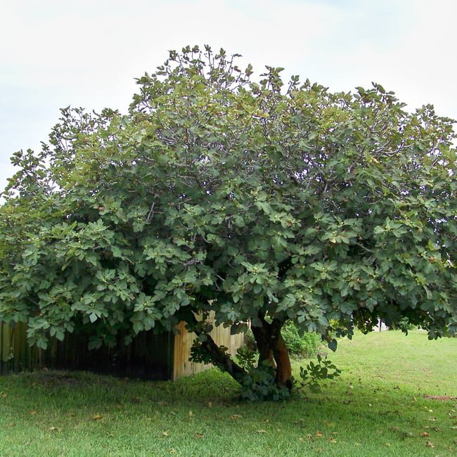 Fig Excel Yellow - Ladybird Nursery