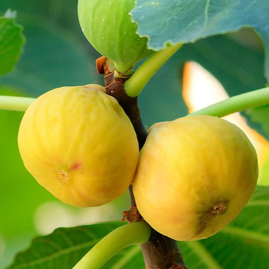 Fig Excel Yellow - Ladybird Nursery
