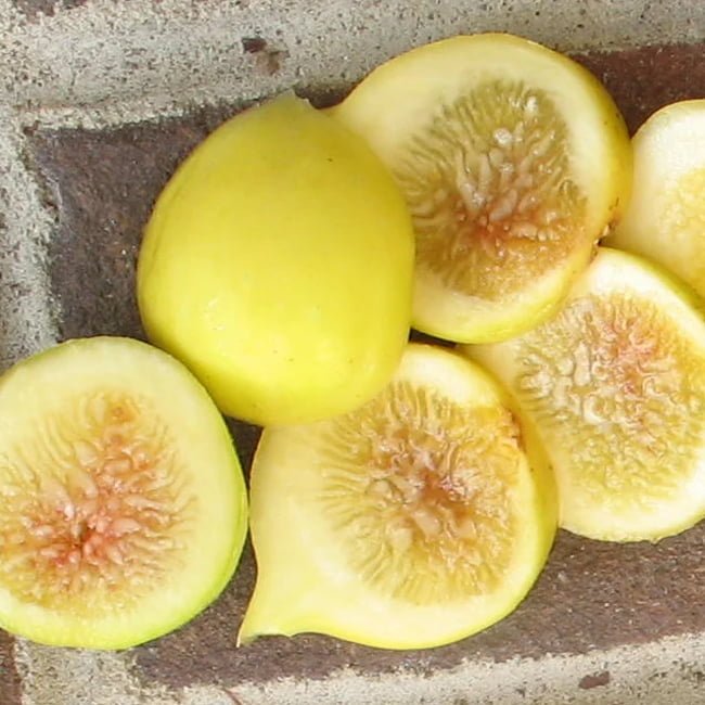 Fig Excel Yellow - Ladybird Nursery