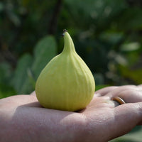 Fig Excel Yellow - Ladybird Nursery