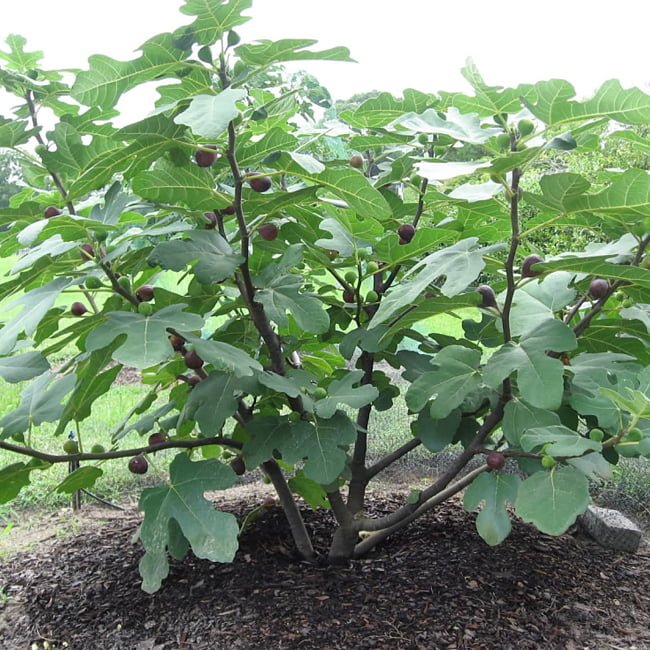 Dwarf Fig Sweet Temptation 200mm Pot - Ladybird Nursery