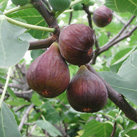 Dwarf Fig Sweet Temptation 140mm Pot