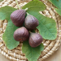 Dwarf Fig Sweet Temptation 200mm Pot - Ladybird Nursery