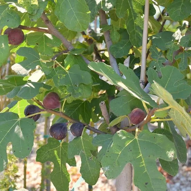 Fig Ivans Brown Fruit Tree – Buy Now! – Ladybird Nursery