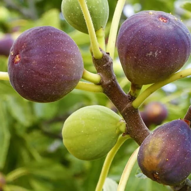 Fig Ivans Brown - Ladybird Nursery