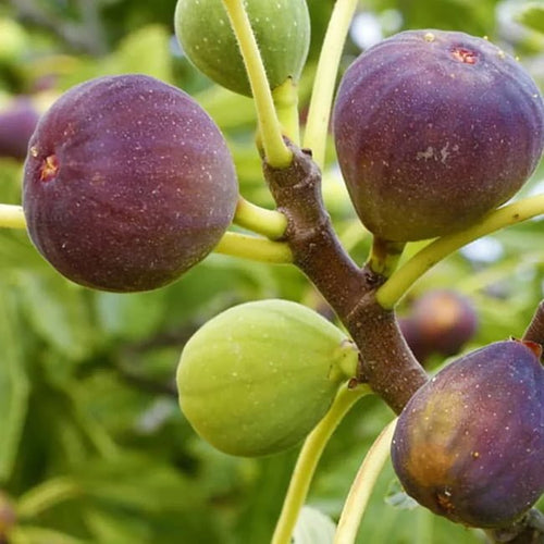 Fig Ivans Brown - Ladybird Nursery