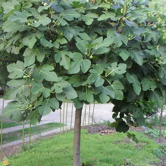 Fig Preston Prolific (advanced size)