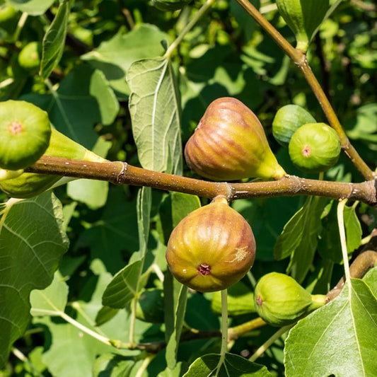 Fig Preston Prolific (advanced size) - Ladybird Nursery