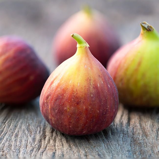 Fig Preston Prolific (advanced size) - Ladybird Nursery