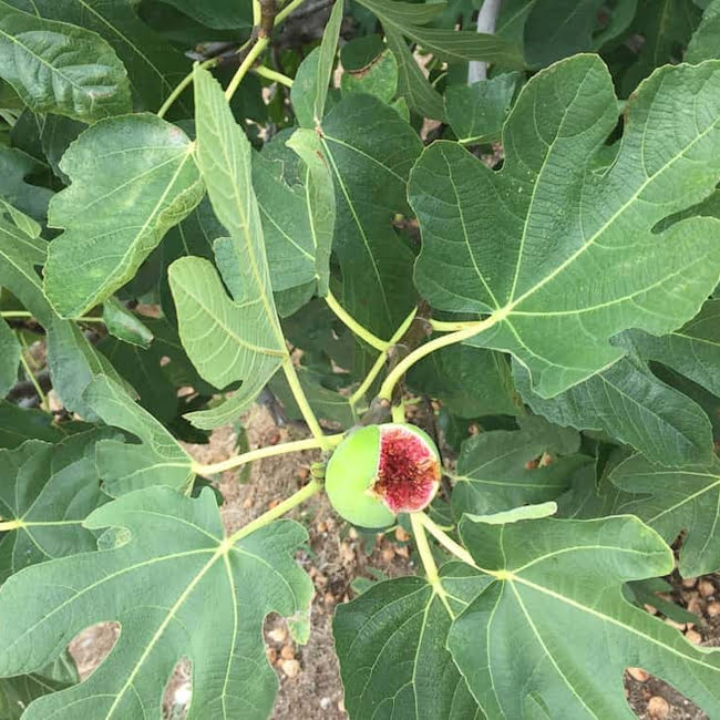 Fig 'White Adriatic' 200mm Pot - Ladybird Nursery
