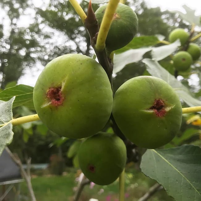Fig 'White Adriatic' Fruit Tree – Buy Now! – Ladybird Nursery