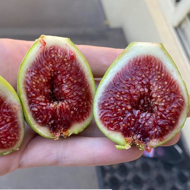 Fig 'White Adriatic' 200mm Pot - Ladybird Nursery