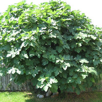 Fig White Genoa (advanced size)