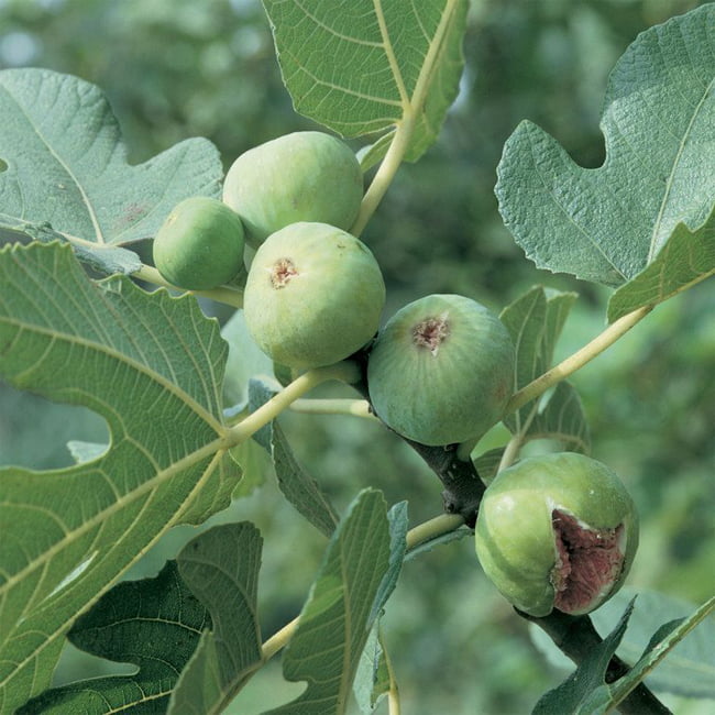 Fig White Genoa (advanced size)