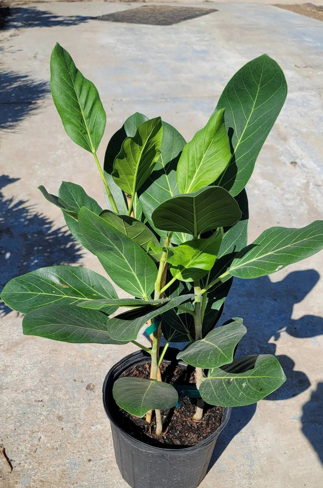 Audrey Banyan Fig (Ficus benghalensis) - Ladybird Nursery