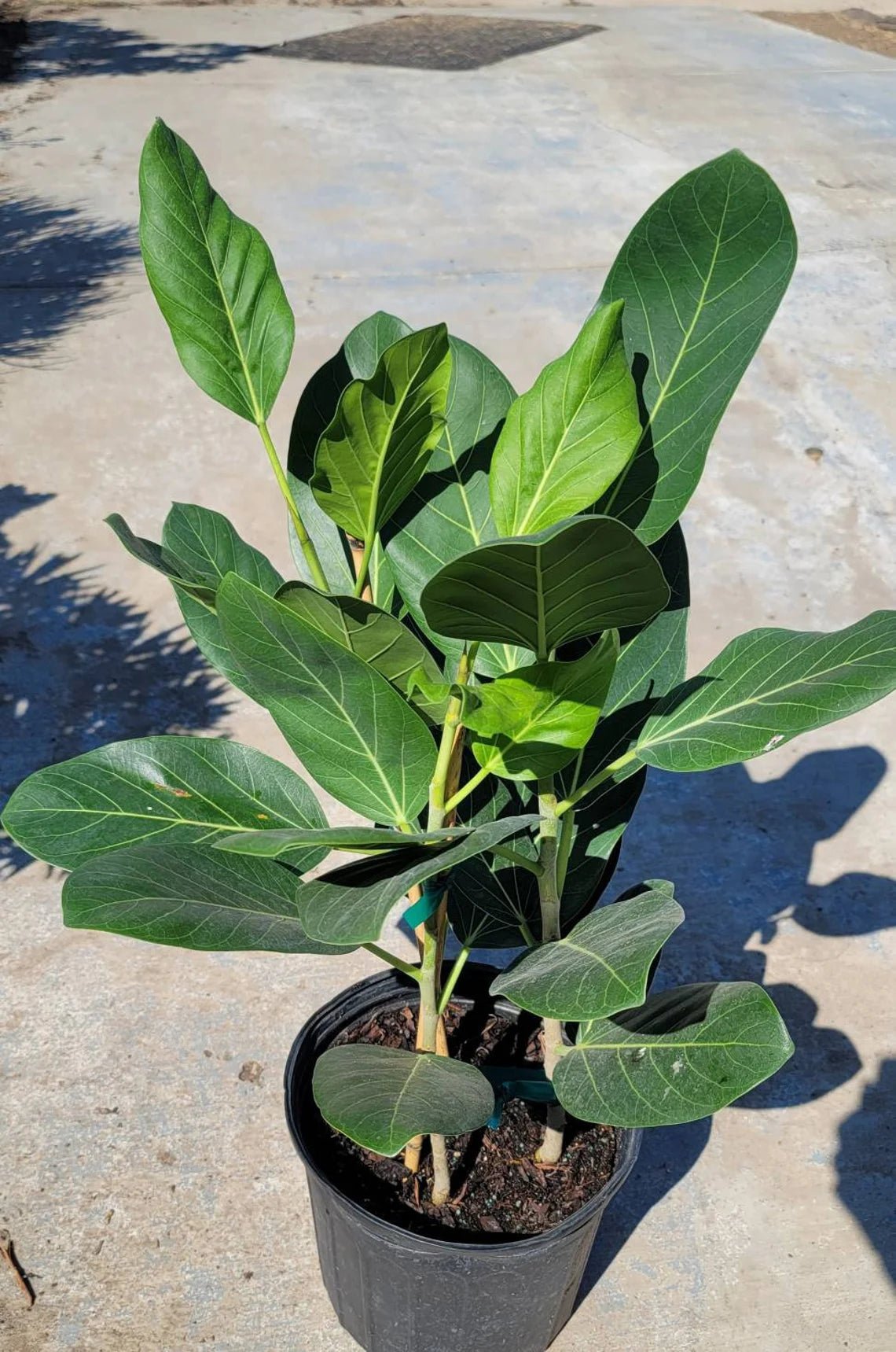 Audrey Banyan Fig (Ficus benghalensis) - Ladybird Nursery
