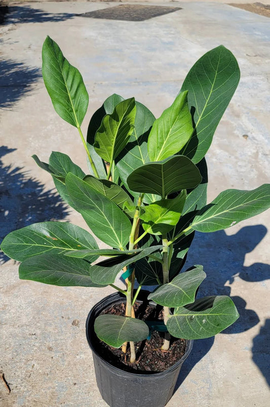 Audrey Banyan Fig (Ficus benghalensis)
