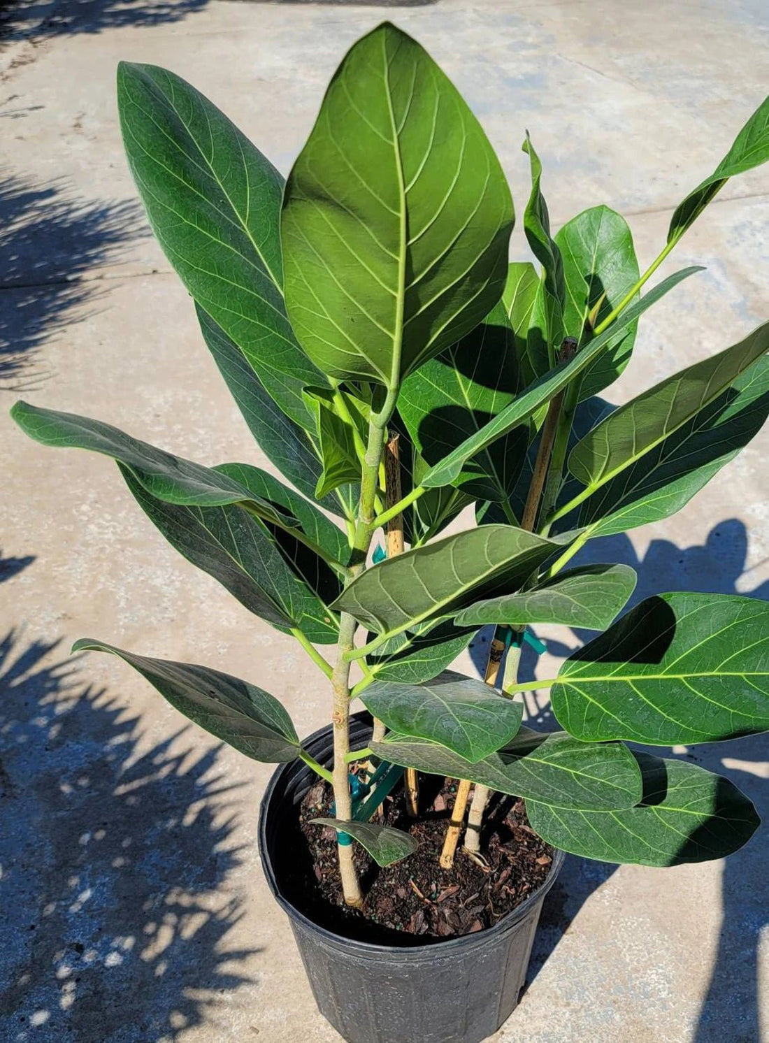 Audrey Banyan Fig (Ficus benghalensis) - Ladybird Nursery