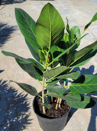 Audrey Banyan Fig (Ficus benghalensis) - Ladybird Nursery