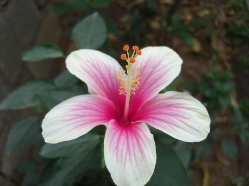 Chinese Hibiscus Fijian White (Hibiscus rosa-sinensis)