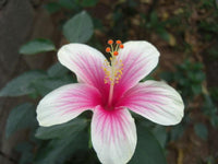 Chinese Hibiscus Fijian White (Hibiscus rosa-sinensis)